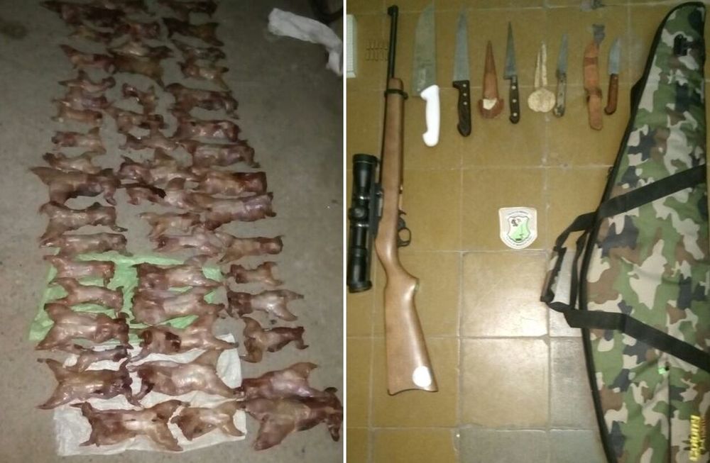 Detuvieron a cinco mendocinos en Alvear con 48 vizcachas faenadas