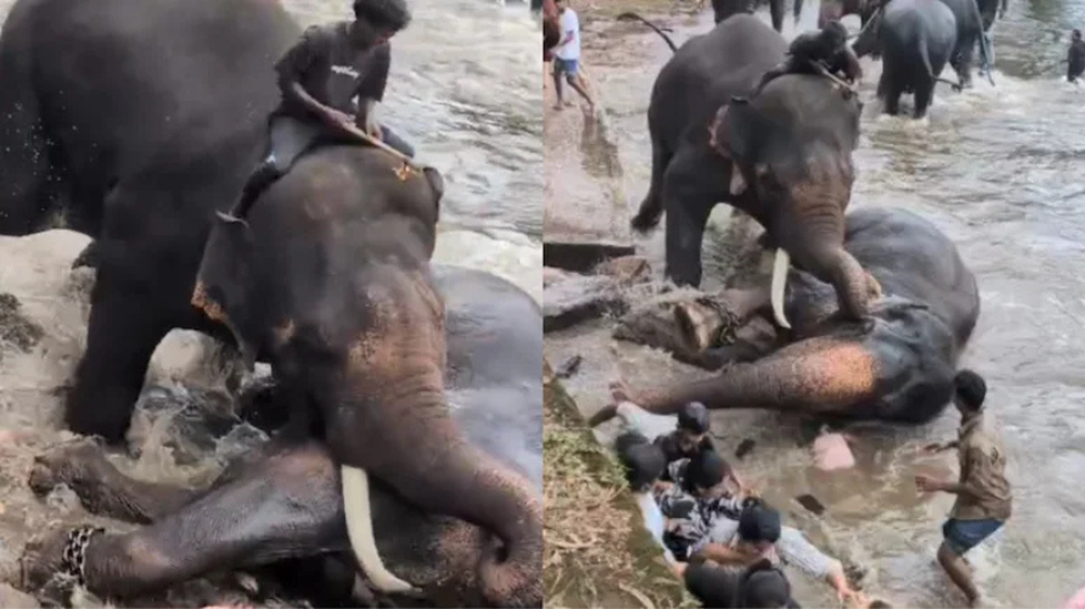 Impactante video: una turista falleció tras ser aplastada por dos elefantes