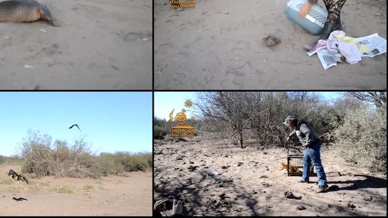 Este fin de semana fueron liberados dos quirquinchos, dos águilas moras y un yaguarandí que habían sido rescatados en distinto operativos.