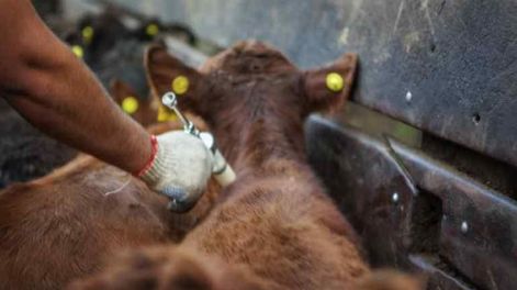 La campaña de vacunación contra la aftosa en Mendoza comenzó a implementarse en febrero.