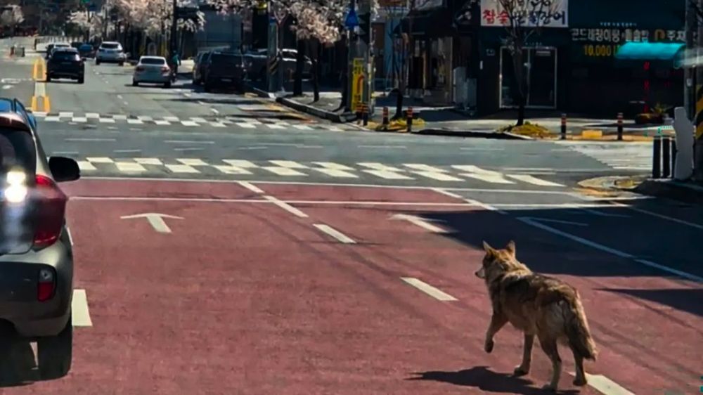 Publicó una foto de un lobo suelto hecha con IA, generó un intenso operativo y ahora podría ir preso. &nbsp;