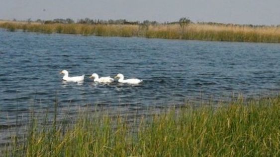 Laguna de Soria, Lavalle, uno de los humedales más importantes de la provincia.