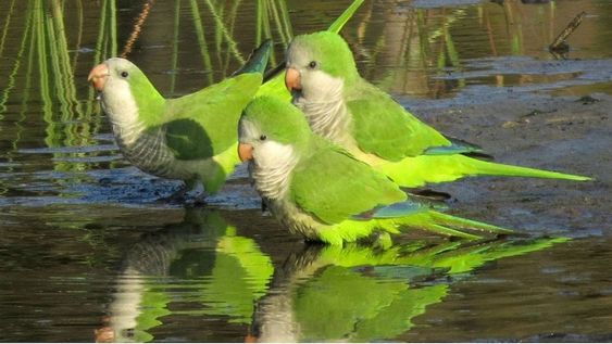 Mendoza contra la plaga de catas: las bandadas afectan zonas nuevas y los productores reclaman “un plan integral”