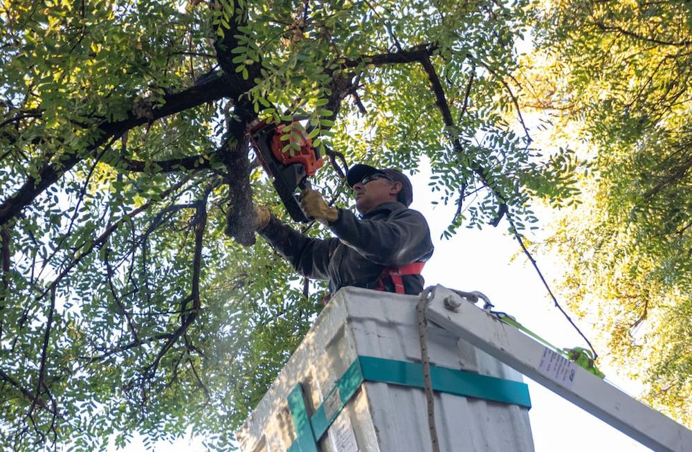 En Ciudad avanza la poda invernal 2022 para mejorar sus forestales