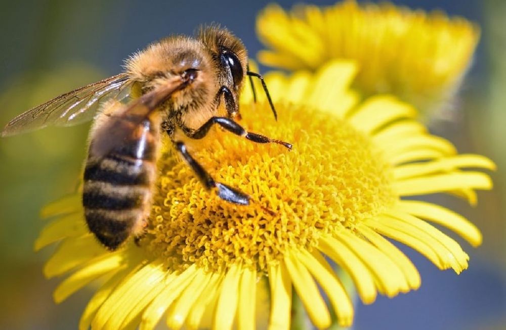 Las abejas son esenciales en el ecosistema.
