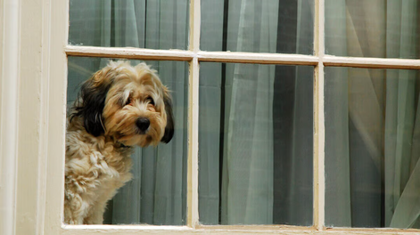 ya no se permite tener un solo perro en casa sin compania: la ley que cambia la forma de tener mascotas