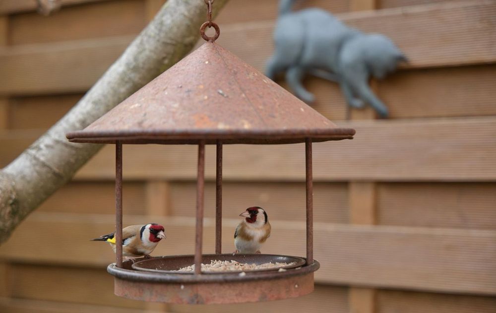 Las semillas son simples de conseguir y las cáscaras deberás guardarlas. Esta combinación es ideal para que el jardín se llene de pájaros.