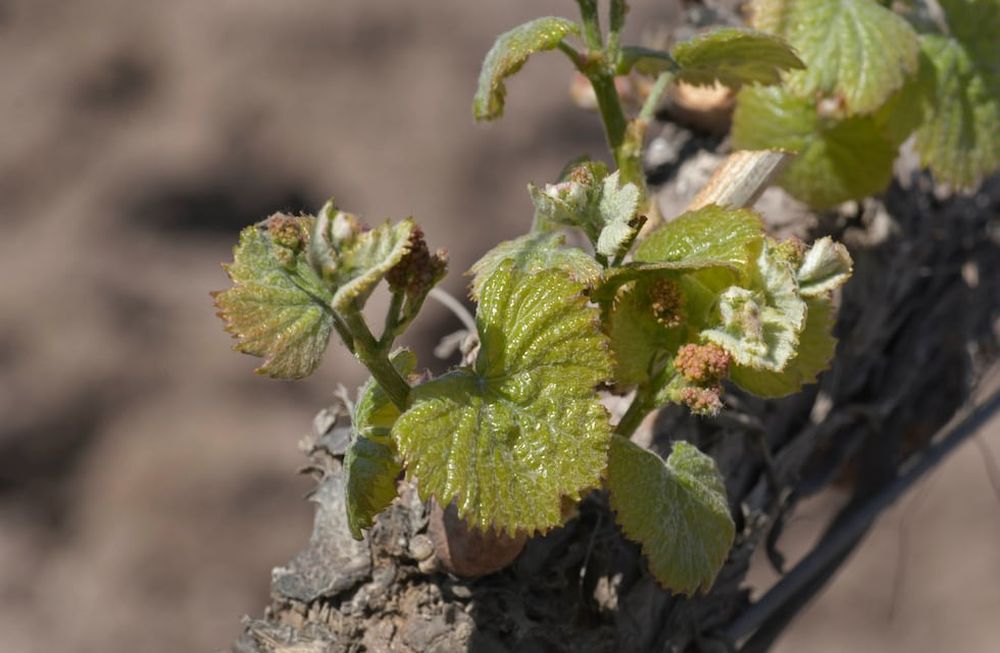 La nueva etapa de Mendoza Activa incluirá herramientas específicas para los productores afectados por la contingencia climática. Foto: Orlando Pelichotti / Los Andes
