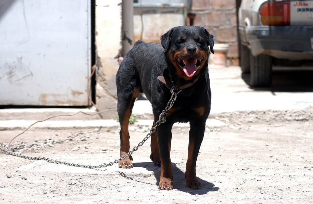 Perros peligrosos dan señales corporales antes de atacar