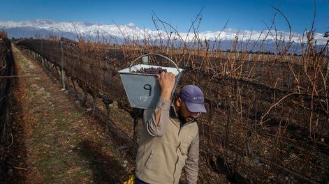Los Andes | Varias bodegas y viñedos reconocidos por su alta calidad enológica se ubican en el departamento tunuyanino y aportan tanto mano de obra como alto valor agregado. / Foto: Ignacio Blanco / Los Andes
