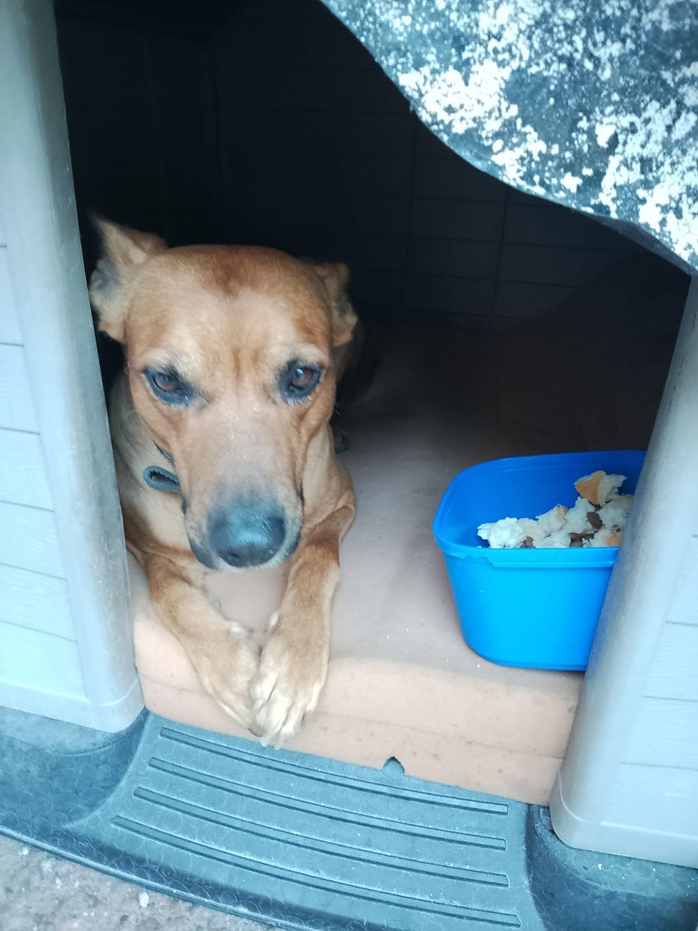 María del Carmen Navarro, evsiz olan ve Mendoza'da ölen Juan'a yardım etti. Sözünü tuttu ve köpeği Sultan için bir aile buldu. Sultan, María'nın evinde birkaç gün geçirdi.