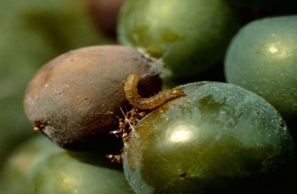 La provincia aporta $200 millones para que pueda arrancar la lucha contra la lobesia