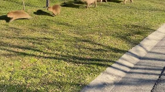 Los carpinchos se quedan: vecinos de Nordelta les harán un refugio