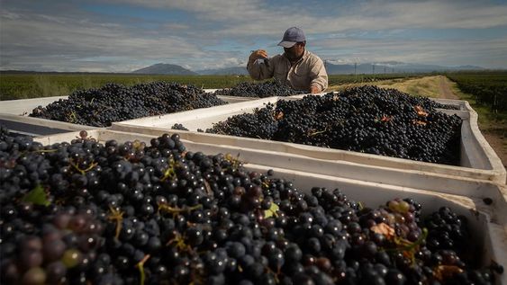 Productores vitivinícolas comenzaron su cosecha y temen por la escasez de cosechadores en la etapa más fuerte de la campaña. Desde el otro lado, reclaman mejores condiciones laborales para trabajar / Foto: Ignacio Blanco / Los Andes