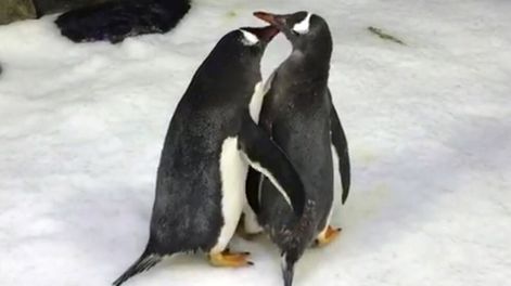 La tierna historia de la pareja de pingüinos gay que se convirtieron en padres  