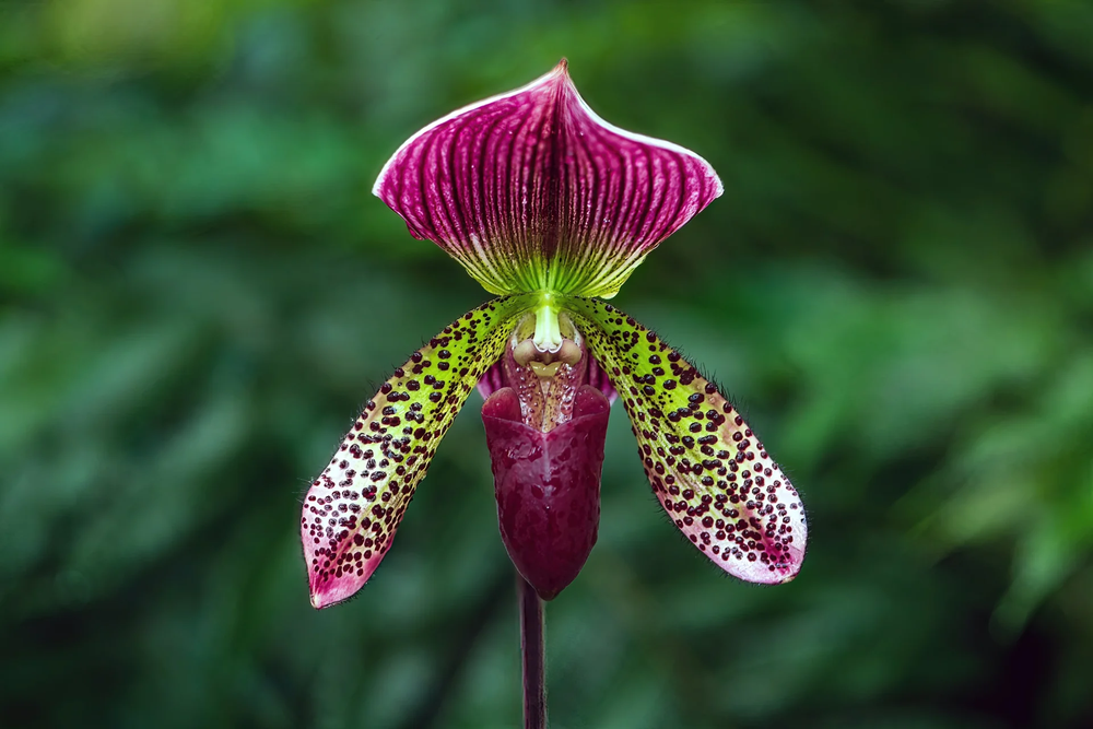 5 plantas raras que parecen sacadas de otro planeta.