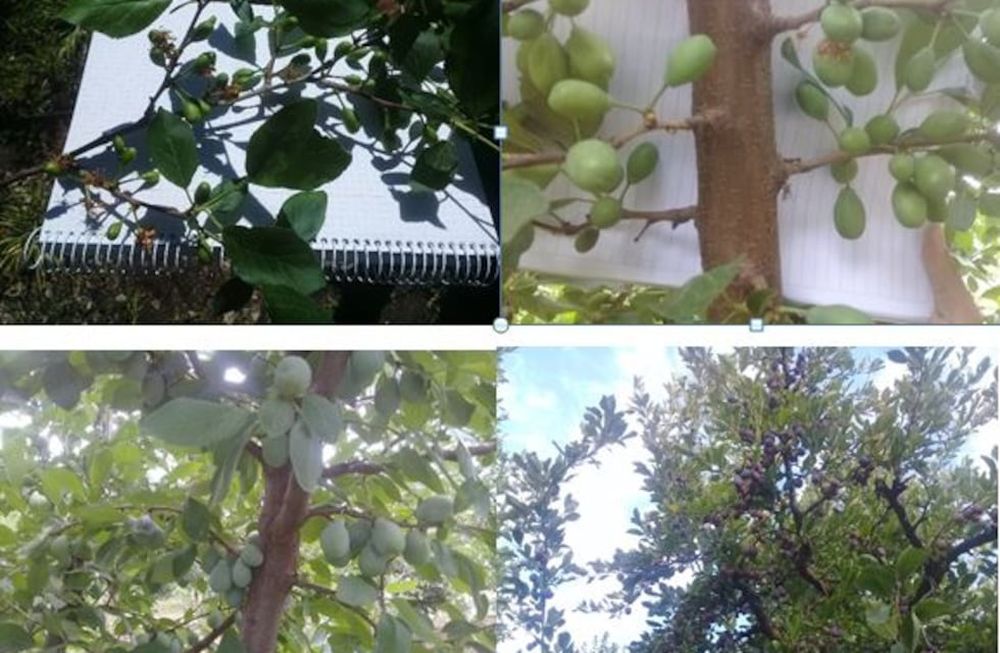 Cultivo de ciruelo europeo en Mendoza