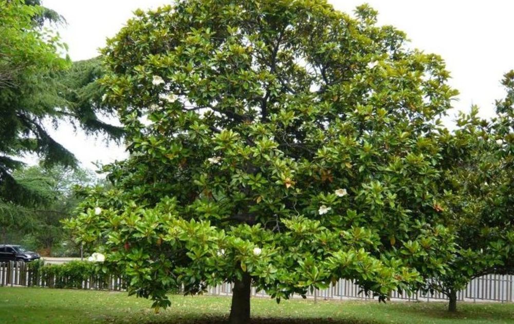 Este árbol es un compañero ideal para disfrutar del aire libre durante los días más cálidos, ofreciendo sombra estable y un entorno armónico.