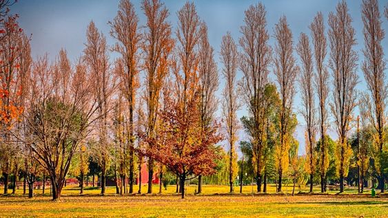 Día mundial del medio ambiente en Maipú