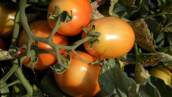 En Argentina, durante 2020, se consumieron alrededor de 650 mil toneladas de tomate para industria. Sólo 454 mil toneladas fueron “locales”. El resto se importó. Foto Orlando Pelichotti / Los Andes