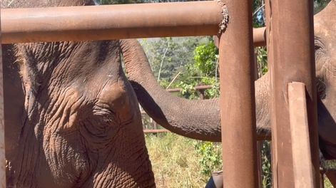 Los Andes | El video del momento más esperado: Pocha y Guillermina fueron recibidas por otra elefanta en Brasil. Foto: Facebook Global Sanctuary for Elephants