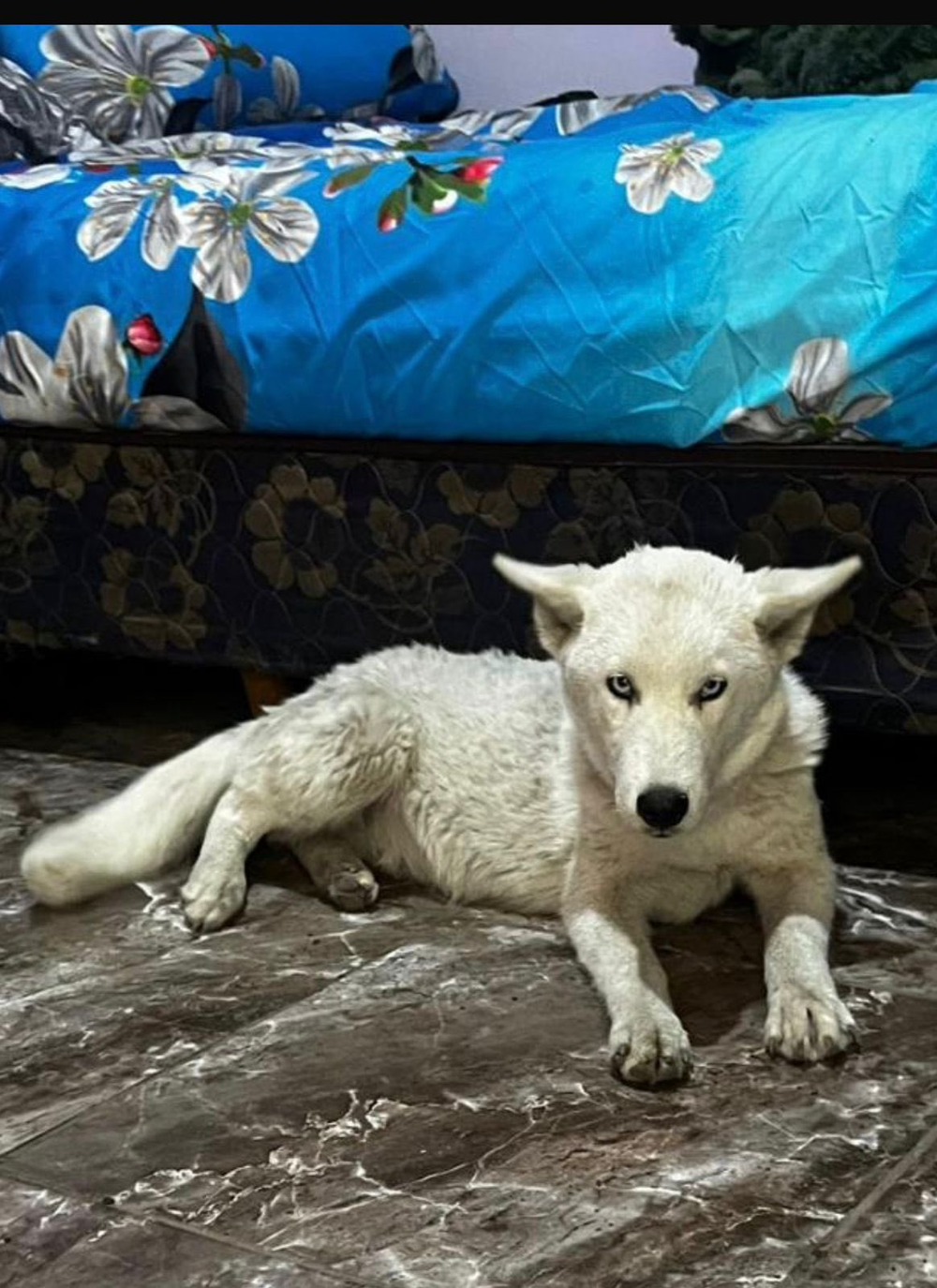 Allanaron a una presunta dealer en Florencio Varela y hallaron un lobo blanco en su casa.