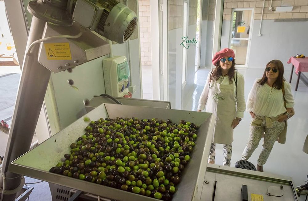 El autor propone diferentes prácticas para el control eficiente de plagas y el desarrollo de la actividad de manera sustentable. Advierte que se debe entender al olivar como un sistema complejo en el cual el ambiente domina los recursos. / Foto: Ignacio Blanco / Los Andes