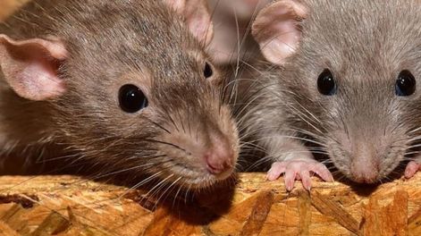 Este es el significado de haber soñado con ratas. (Web).