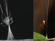 Descubren en Australia una “araña balista” que captura hormigas con una trampa similar a una catapulta.