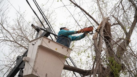 La Ciudad inicia una nueva semana de trabajos en arbolado y bacheo de calles