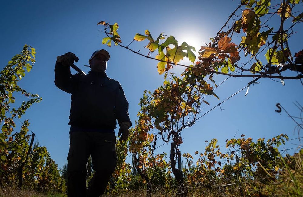 Los efectos del cambio climático ya se pueden apreciar en la vitivinicultura. - Ignacio Blanco / Los Andes
