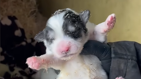La pigmentación verde en cachorros al nacer es un fenómeno poco frecuente pero documentado en la medicina veterinaria.