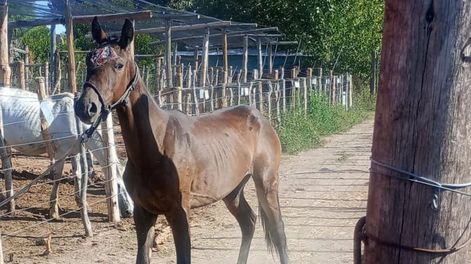 Los Andes | caballos
