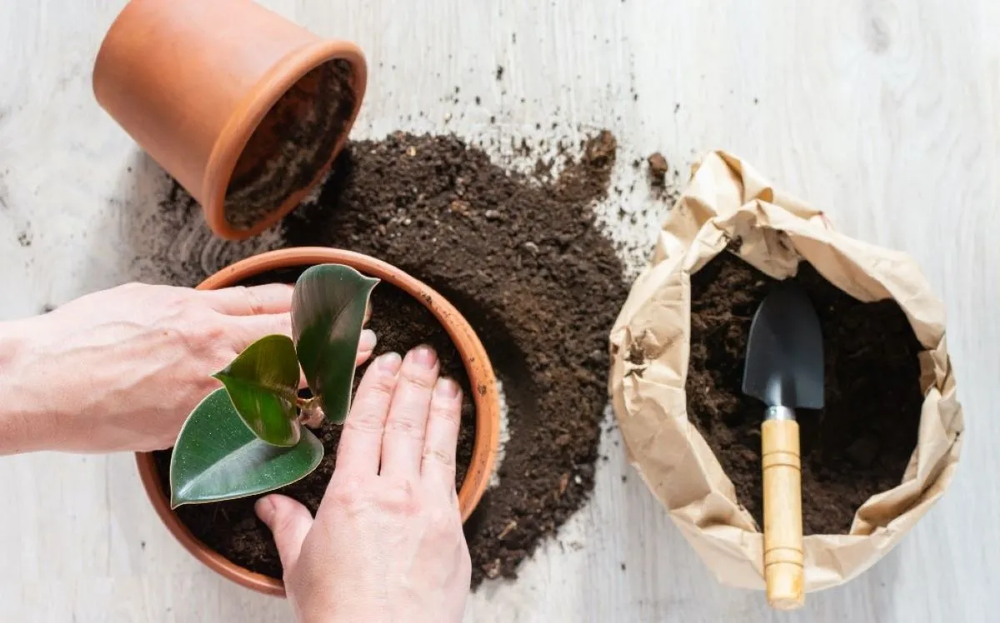 Jard&iacute;n y jardiner&iacute;a apuestan por plantas fuertes con nutrientes naturales reutilizados.