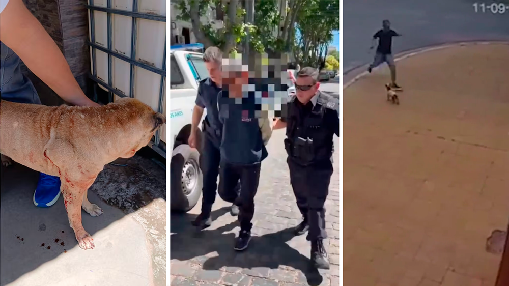 Dos hombres fueron detenidos tras agredir a animales en la vía pública.