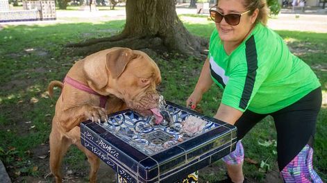 Los Andes | Las mascotas sufren y están expuestas a los riesgos de los golpes de calor. Cómo estar alertas y algunos consejos. Foto: Ignacio Blanco / Los Andes