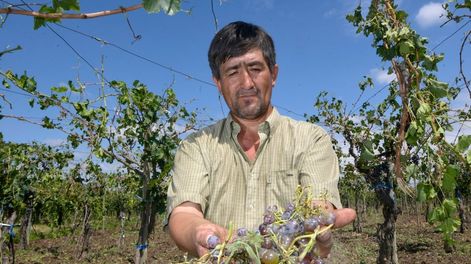 Los Andes | Tormenta de granizo en  Philipps en el Departamento de JunínCeferino Torres perdió sus cuatro hectáreas de uva criollaFoto: Orlando Pelichotti