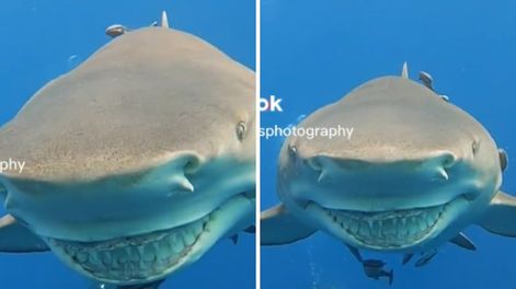 Una buceadora grabó a un tiburón y aseguran que el animal sonrió. TikTok.