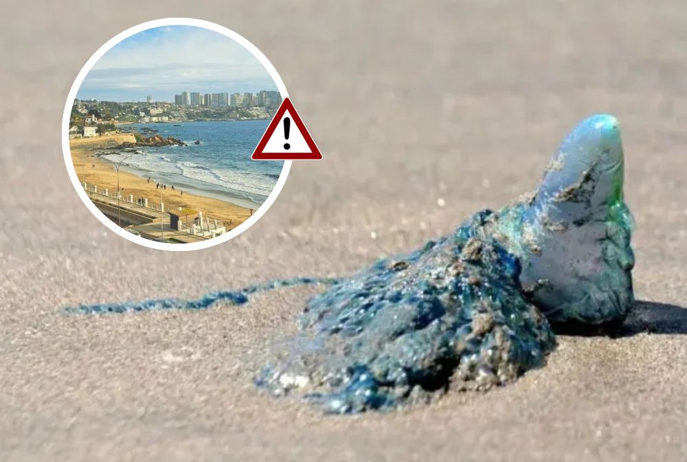 Apareció la fragata portuguesa en una playa de Chile elegida por los mendocinos: Prohibido bañarse