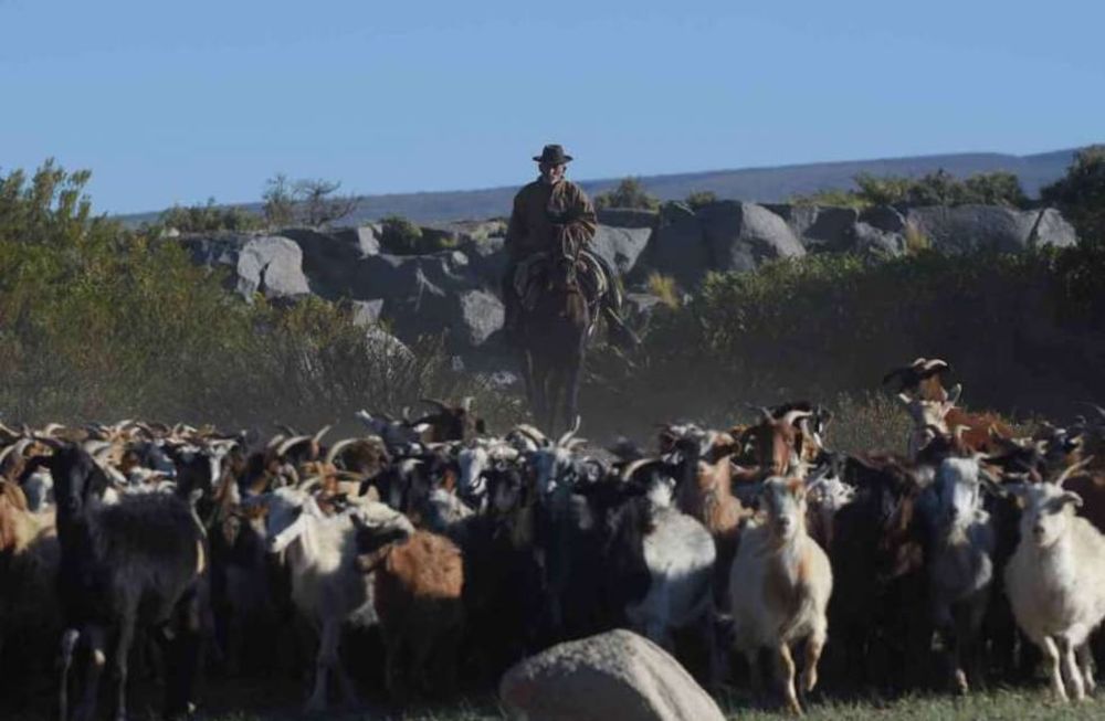 Nación cedió 21.000 hectáreas a los mapuches en Malargüe: los proyectos de las comunidades en el lugar. Foto: Claudio Gutiérrez/ Los Andes (Imagen ilustrativa).