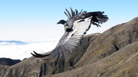 Los Andes | Calculan que el parque causará la muerte de 120 cóndores durante la vida útil del proyecto. Es decir, prácticamente la mitad de la población de la especie en la región / Marcelo Rolland