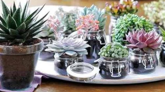 Cactus...por siempre verdes y hermosos