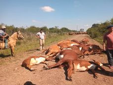 Corrientes: un tendido eléctrico cayó sobre un camino vecinal, mató 16 animales y cuatro personas se salvaron de milagro.