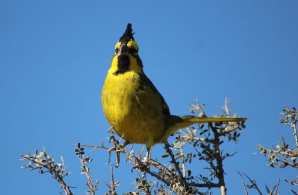 Rescataron, rehabilitaron y liberaron en su hábitat a 20 cardenales amarillos: preocupa el tráfico ilegal. Foto: Gentileza Guardaparque Martín García, Departamento de Fauna Silvestre