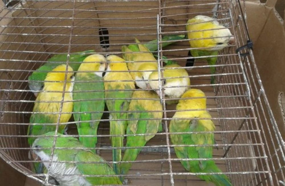 Crueldad: teñían con agua oxigenada a cotorras para venderlas como loros amazónicos