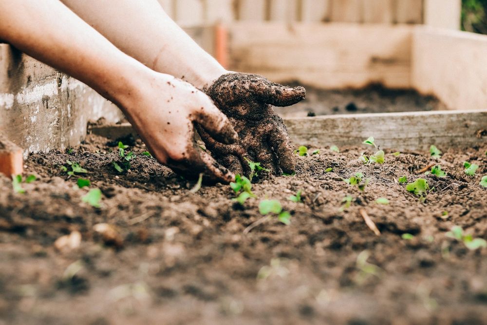 Nunca uses este tipo de fertilizante puede dañar tu jardín y tu suelo