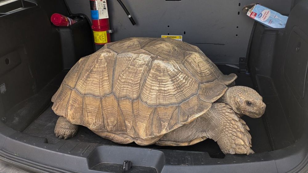 Una tortuga se escapó de una escuela y sorprendió lo lejos que llegó.