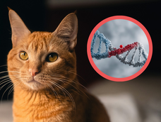 Los gatos naranjas, conocidos por su personalidad única, guardan un secreto en su ADN.