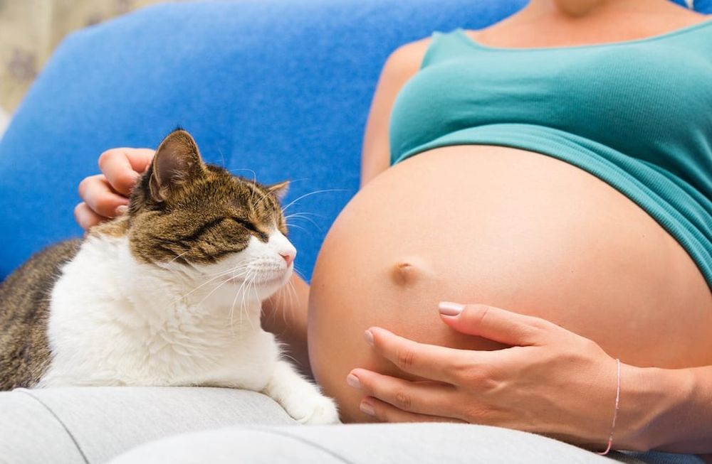 Toxoplasmosis en el embarazo: ¿qué hacer para evitar esta infección?