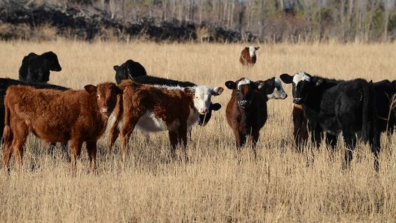 El Gobierno provincial anunció implementará un plan de reconversión para utilizar tierras improductivas en San Rafael y  General Alvear